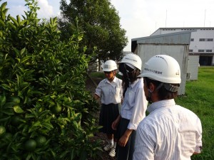 夏みかん 工場見学