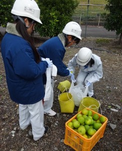 夏みかん 農林収穫