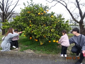 2024.02.18 社員夏みかん狩り①