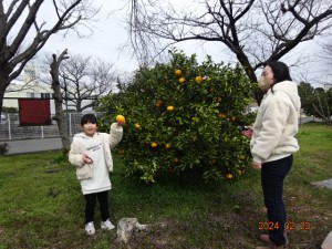 2024.02.23 社員夏みかん狩り③