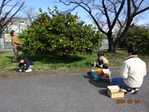 2024.02.24 社員夏みかん狩り②